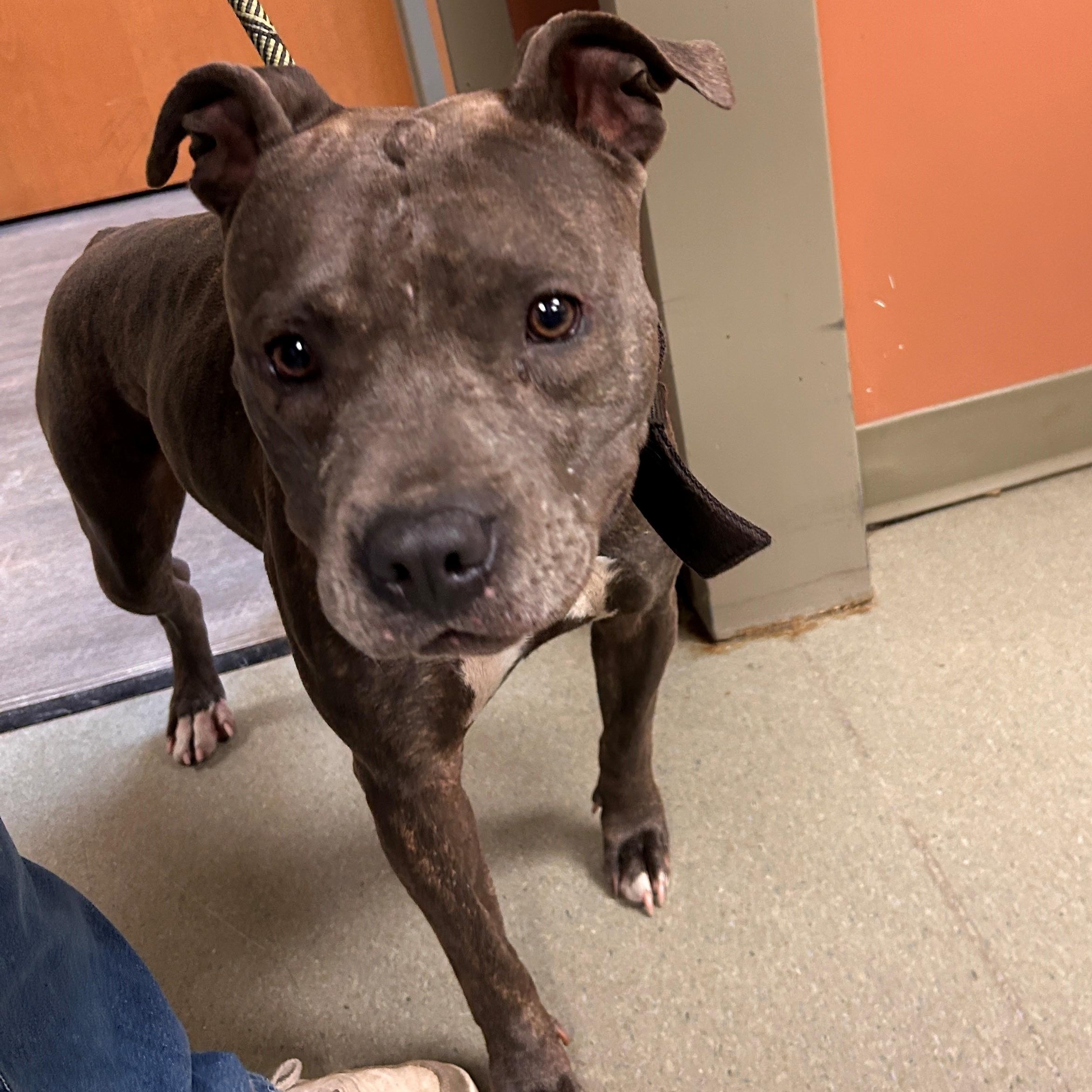 25-0559 "Ren", Adoptable, Adult Female Pit Bull Terrier.