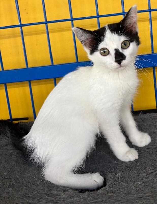 Enlarge Enchilada, a Adoptable Domestic Short Hair in Grand Rapids, MI image 1/2