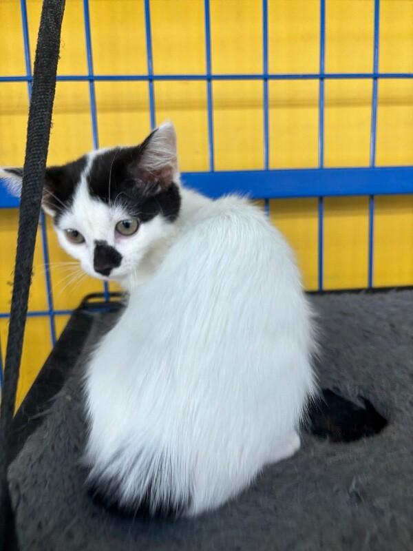 Enlarge Enchilada, a Adoptable Domestic Short Hair in Grand Rapids, MI image 2/2