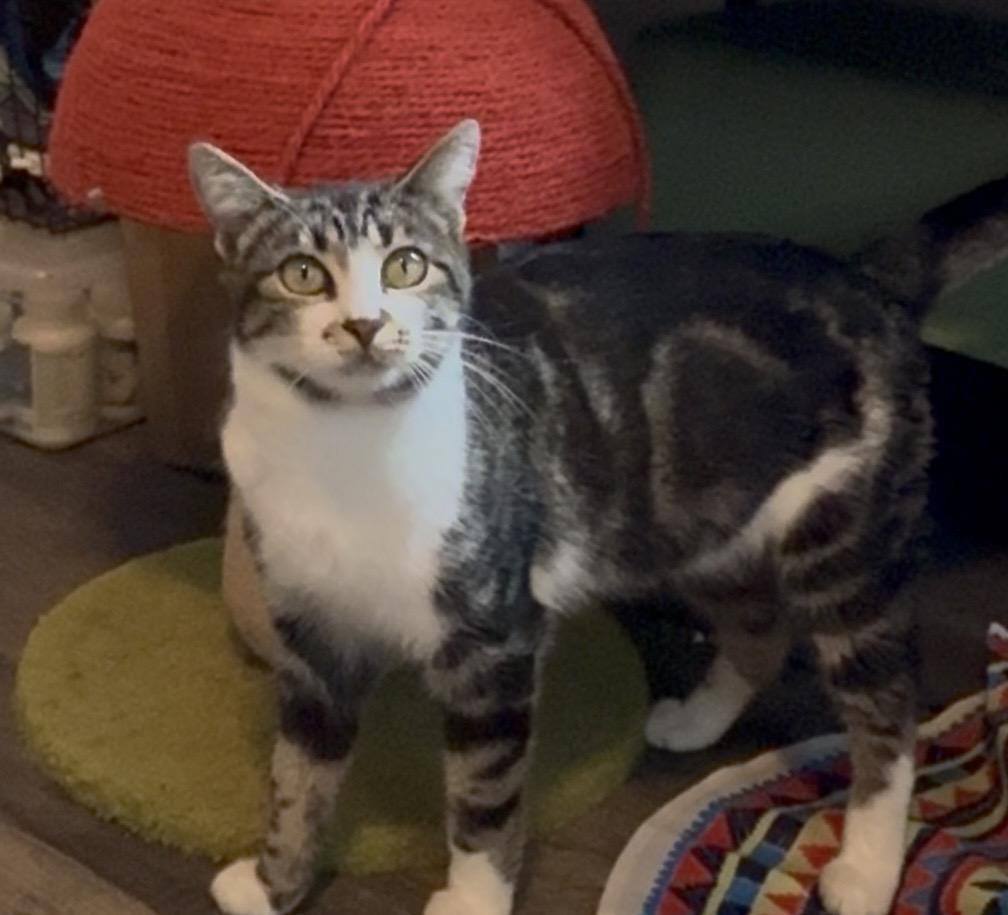 Enlarge  Birdie(looking for a barn home), a ADOPTABLE Domestic Short Hair in The Dalles, OR image 3/4