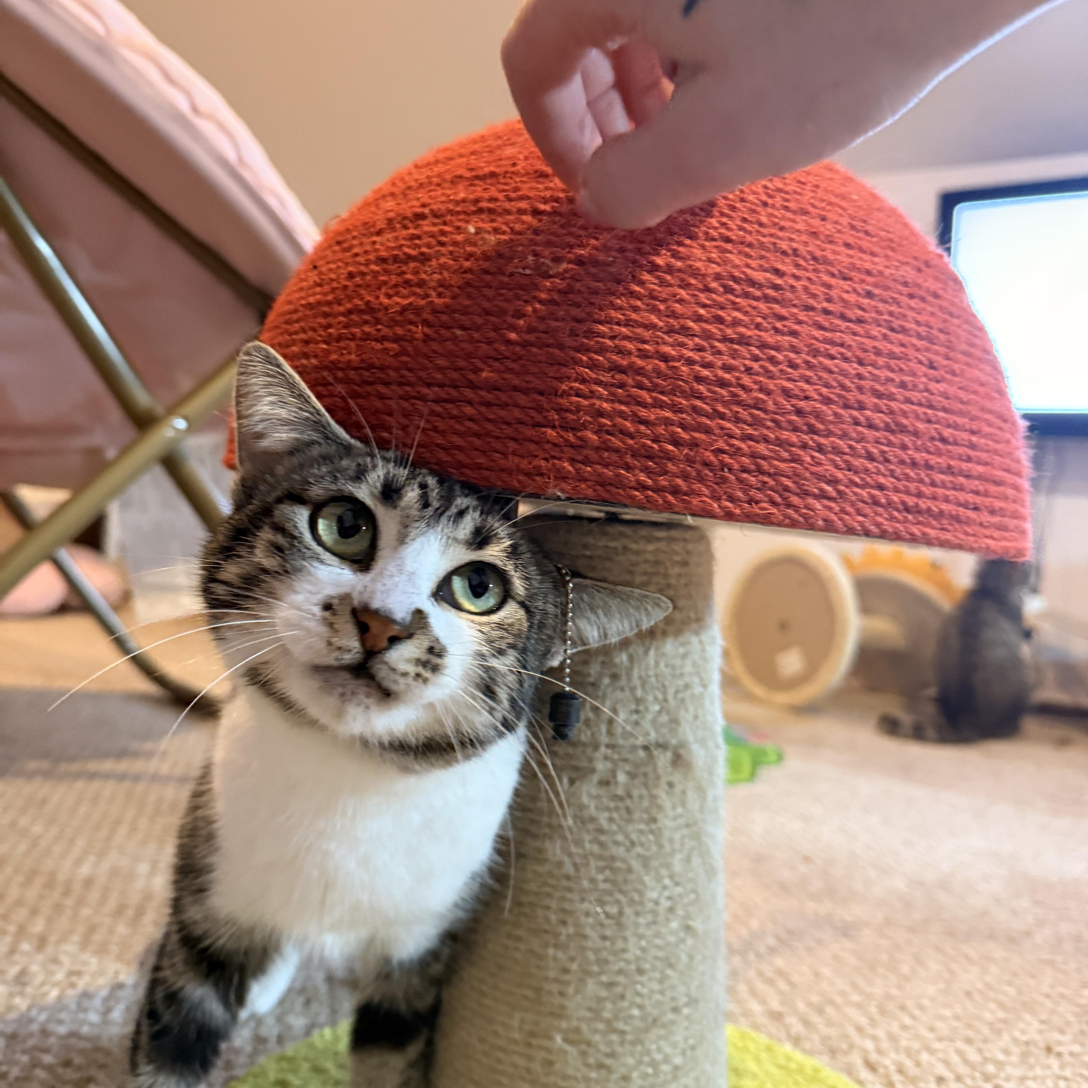 Enlarge  Birdie(looking for a barn home), a ADOPTABLE Domestic Short Hair in The Dalles, OR image 1/4