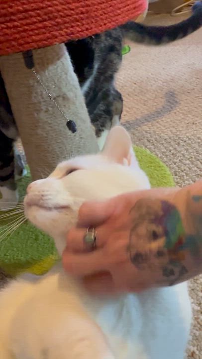 Enlarge  Birdie(looking for a barn home), a ADOPTABLE Domestic Short Hair in The Dalles, OR video 2/4