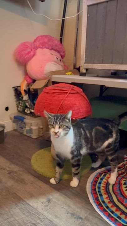 Enlarge  Birdie(looking for a barn home), a ADOPTABLE Domestic Short Hair in The Dalles, OR video 4/4