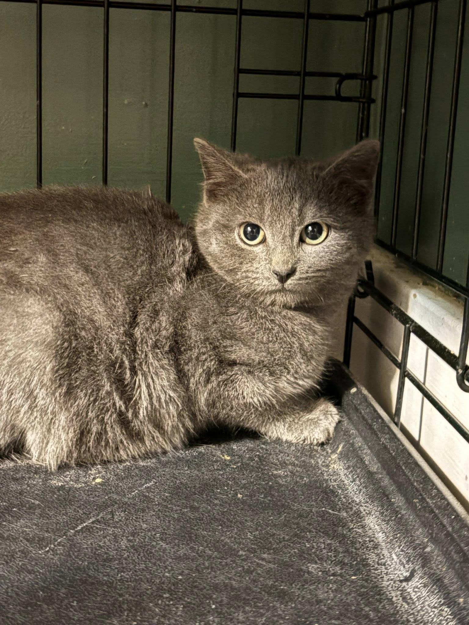 Enlarge Rye, a ADOPTABLE Domestic Medium Hair in Johnstown, PA image 1/1