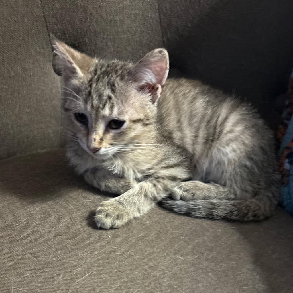 Cookie, Adoptable, Kitten Female Domestic Short Hair.