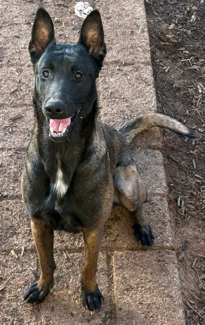 Enlarge Mille, a Adopted Belgian Shepherd / Malinois in Stanley, NC image 1/4