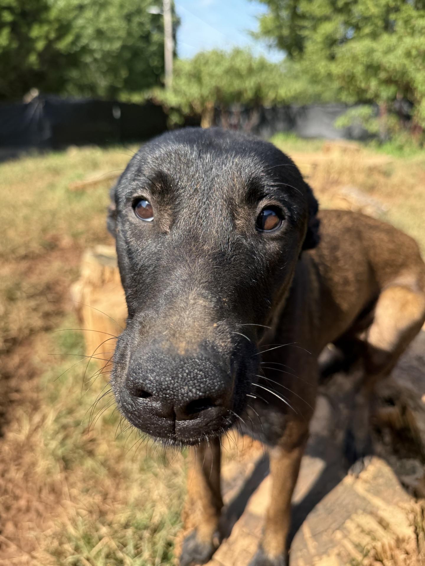 Enlarge Mille, a Adopted Belgian Shepherd / Malinois in Stanley, NC image 2/4