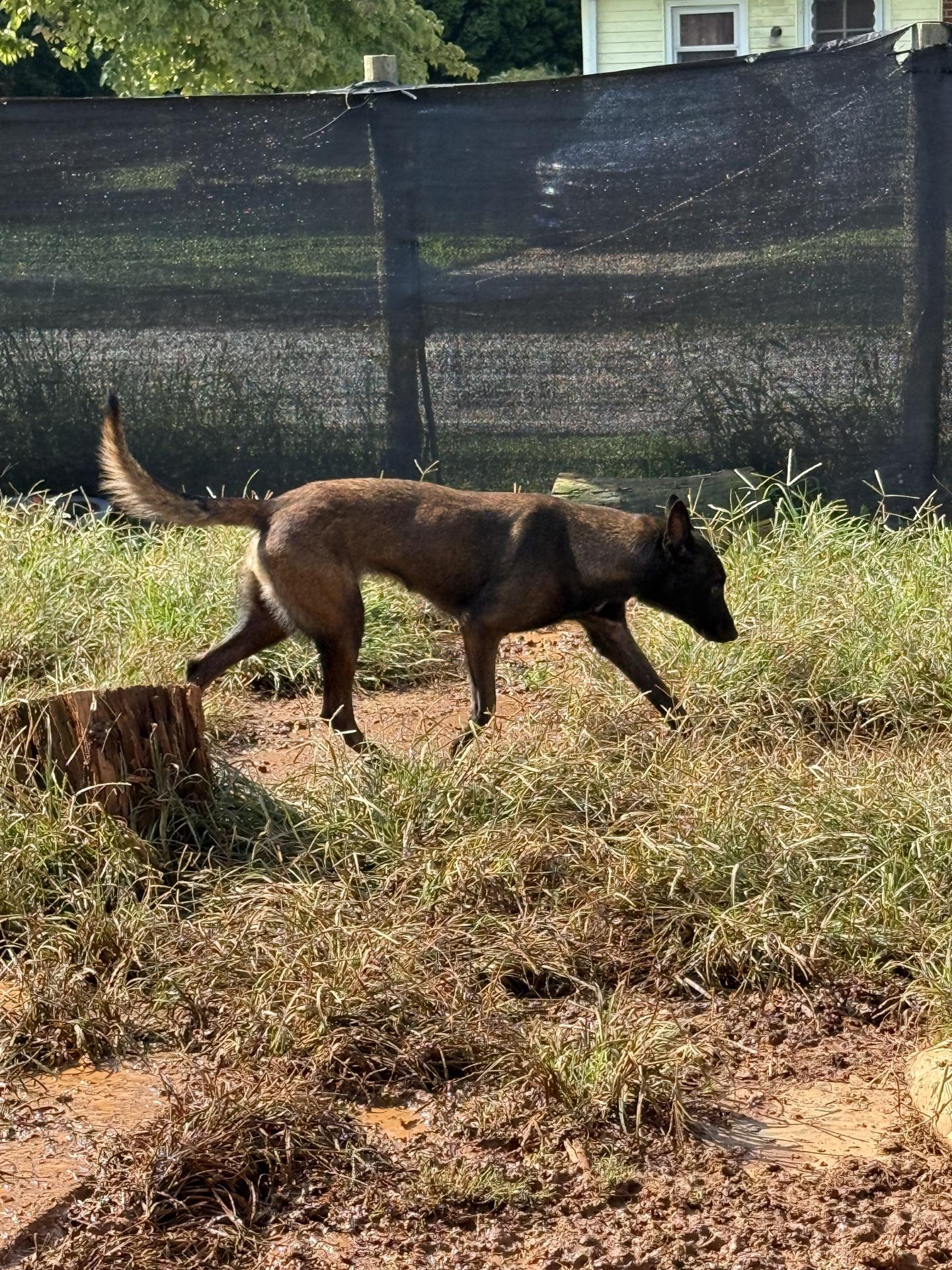 Enlarge Mille, a Adopted Belgian Shepherd / Malinois in Stanley, NC image 4/4