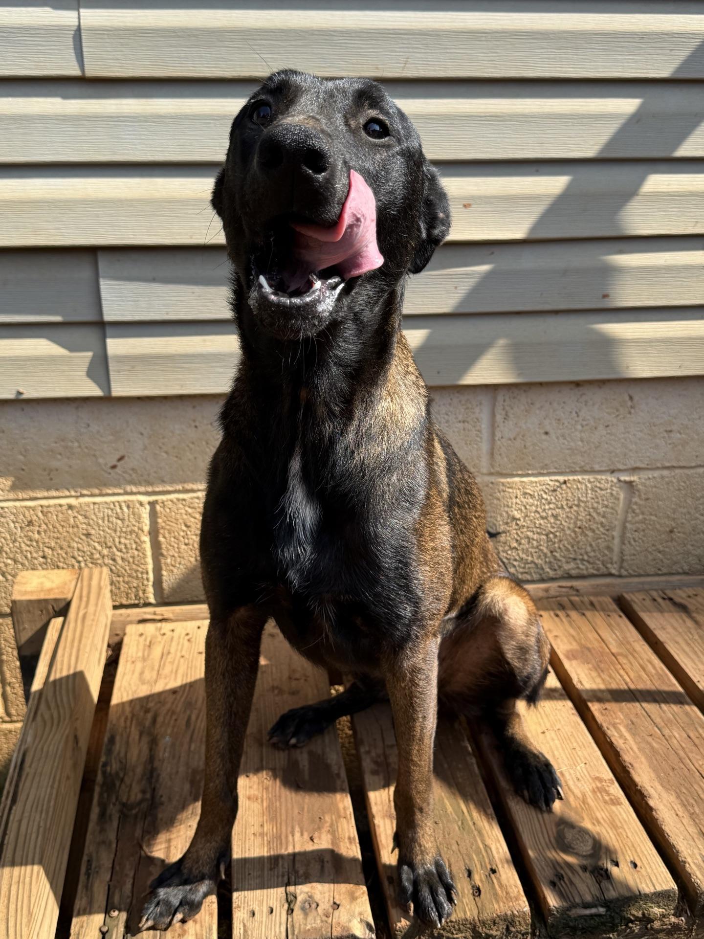 Enlarge Mille, a Adopted Belgian Shepherd / Malinois in Stanley, NC image 3/4