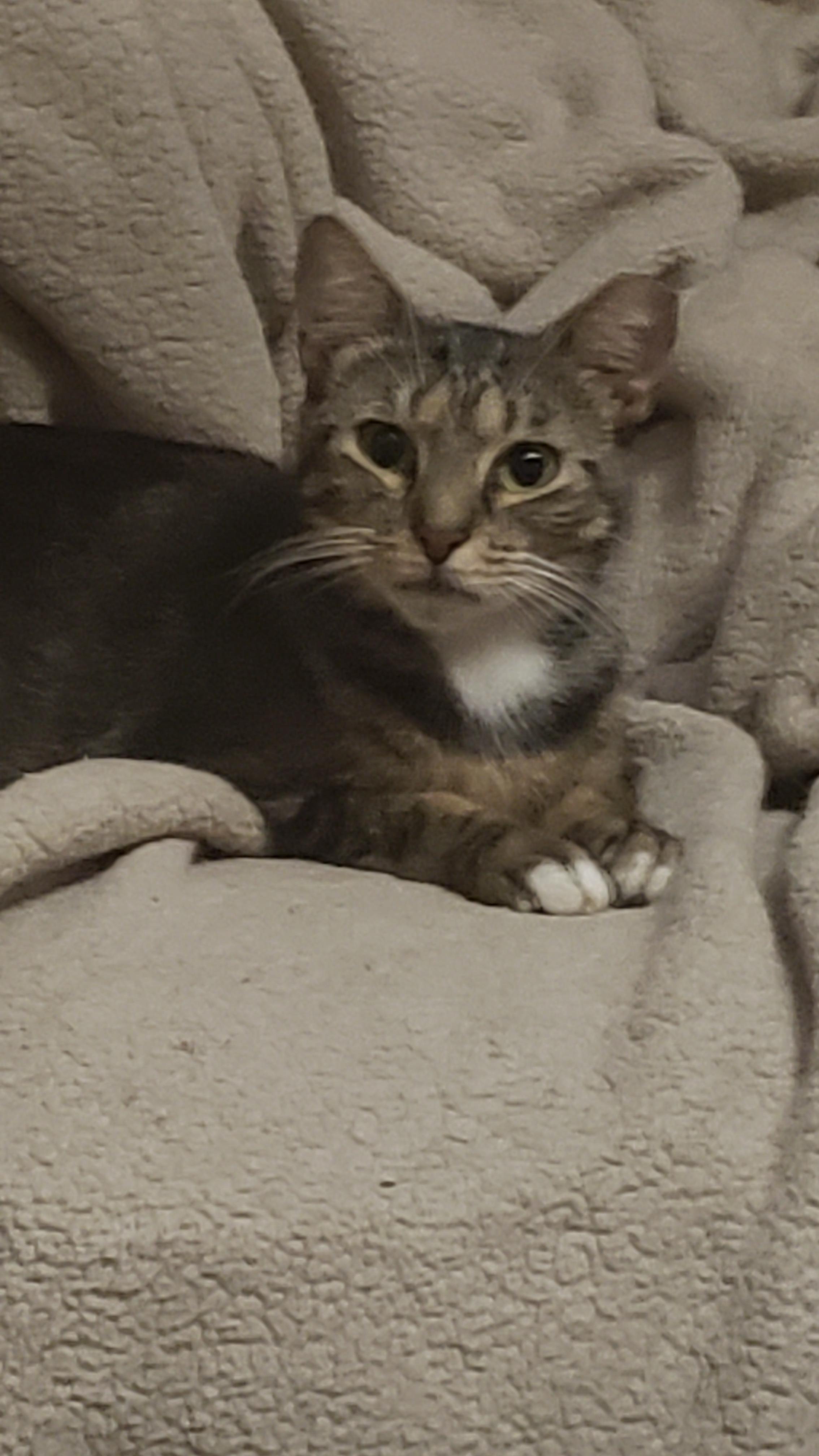 Laurell, Adoptable, Adult Female Domestic Short Hair.