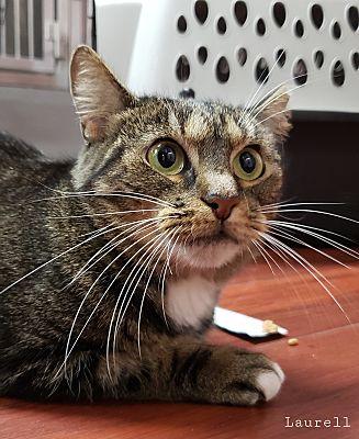 Enlarge Laurell, a Adoptable Domestic Short Hair in Lauderhill, FL image 2/4