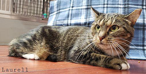 Enlarge Laurell, a Adoptable Domestic Short Hair in Lauderhill, FL image 3/4