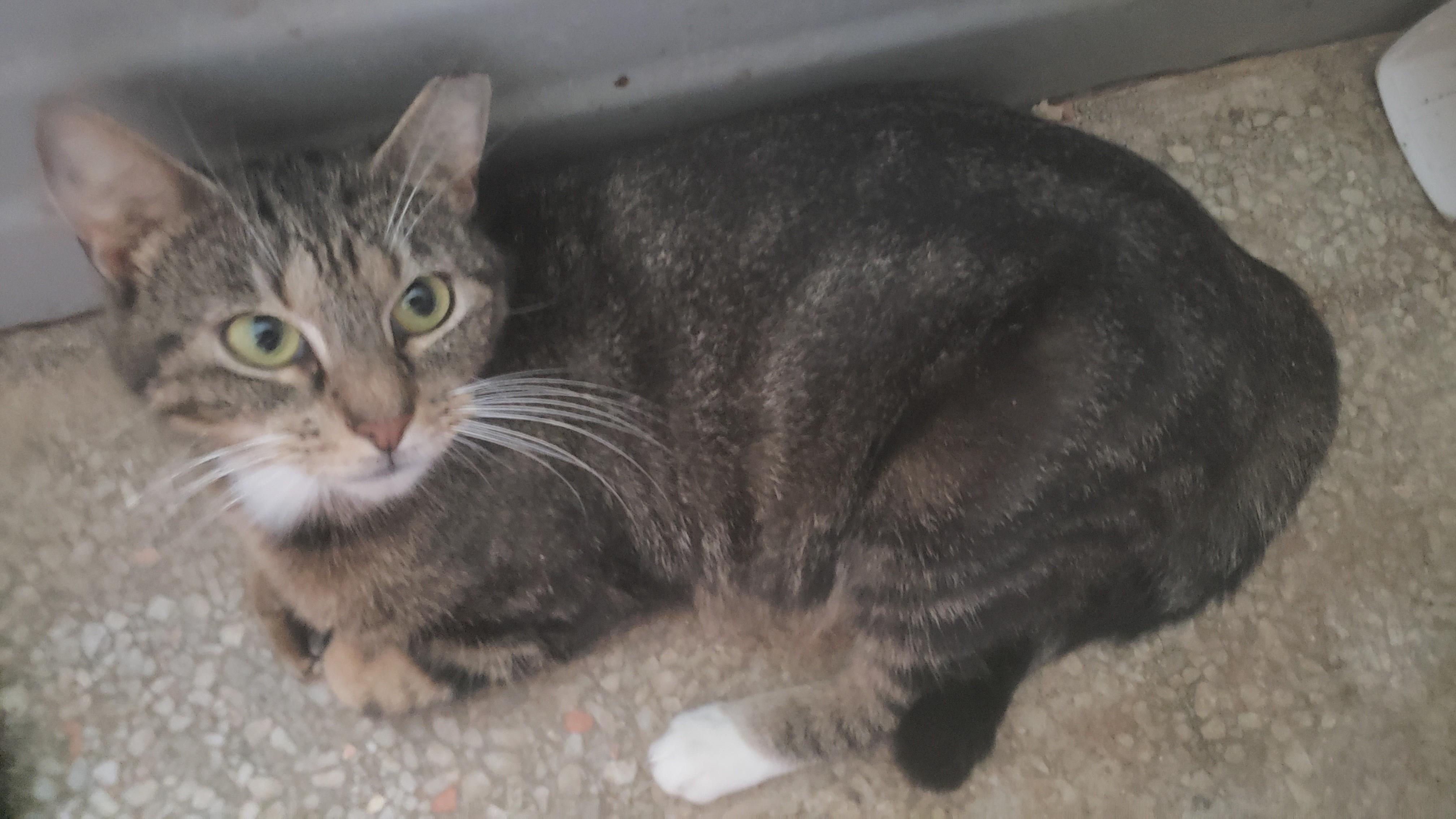 Enlarge Laurell, a Adoptable Domestic Short Hair in Lauderhill, FL image 4/4