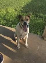 Bradley boy, ADOPTABLE, Adult Male Staffordshire Bull Terrier.