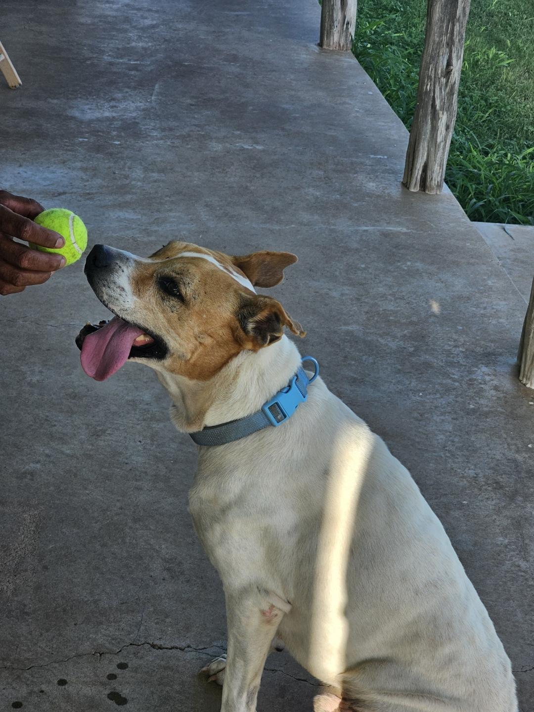 Enlarge Bradley boy, a ADOPTABLE mixed breed in Beeville, TX image 3/4