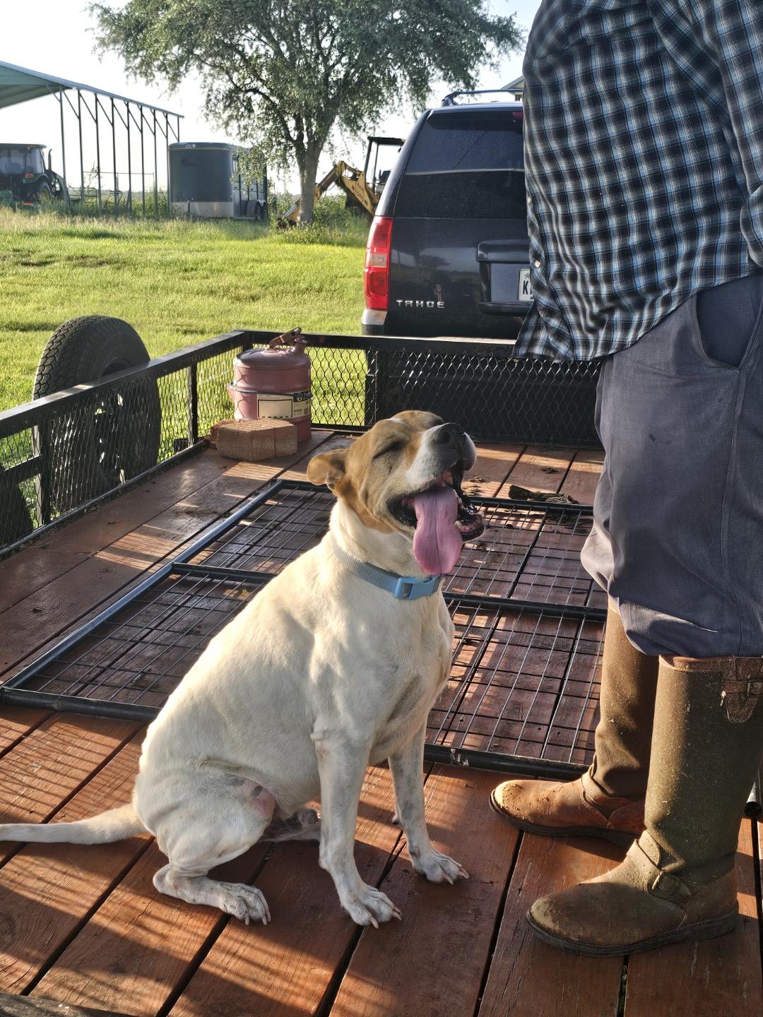 Enlarge Bradley boy, a ADOPTABLE mixed breed in Beeville, TX image 4/4
