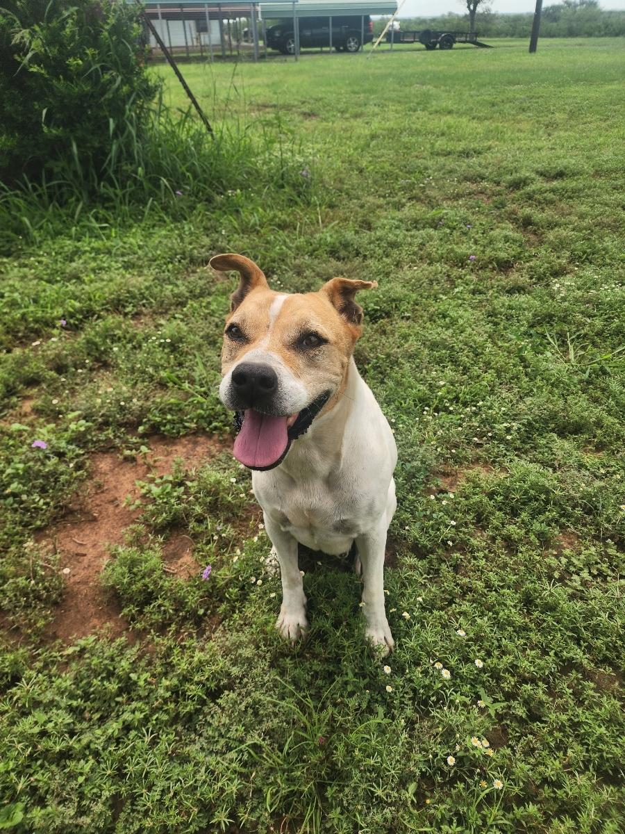 Enlarge Bradley boy, a ADOPTABLE mixed breed in Beeville, TX image 2/4