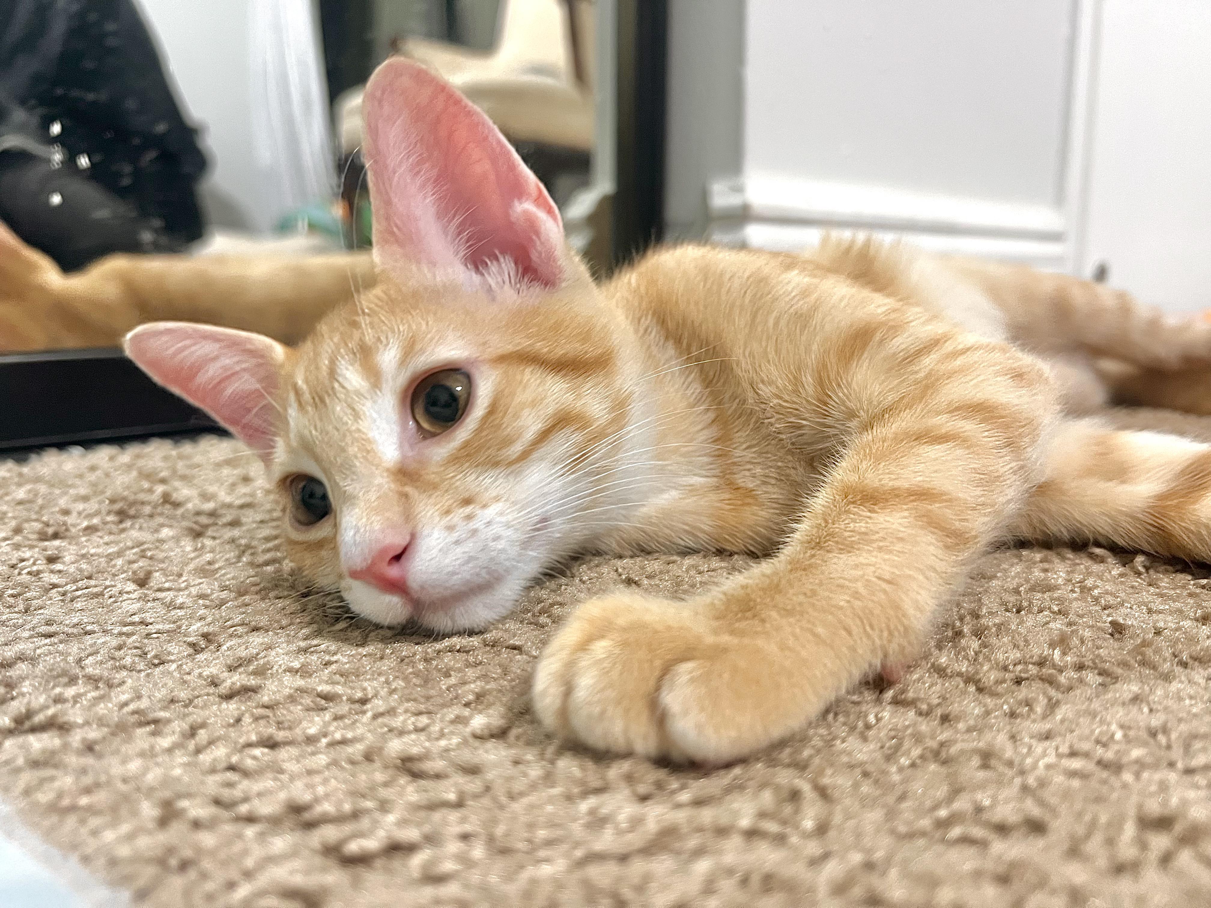 Enlarge Sweet Peach, an adoptable Tabby in Boca Raton, FL image 3/5