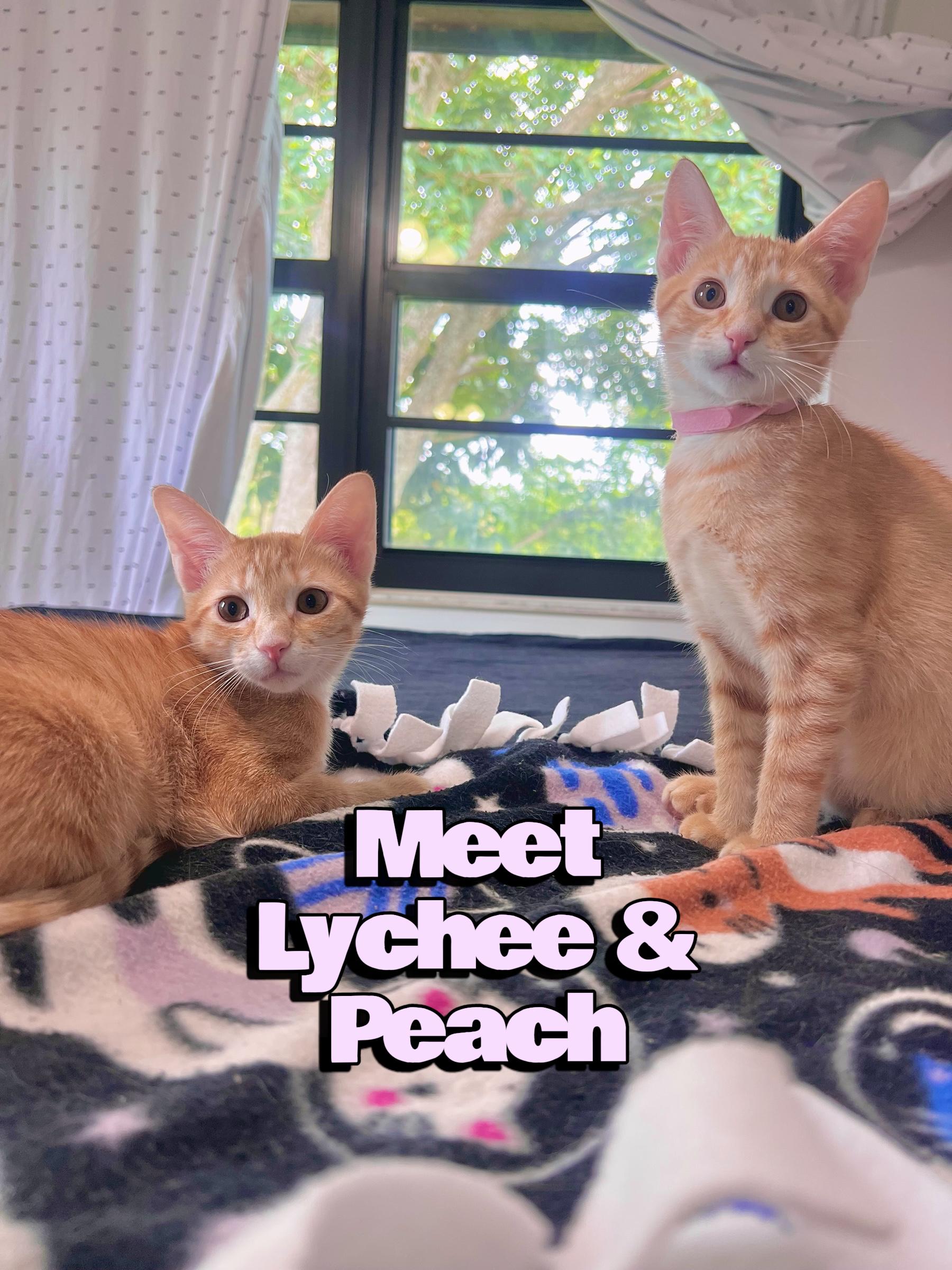 Enlarge Sweet Peach, an adoptable Tabby in Boca Raton, FL image 2/5