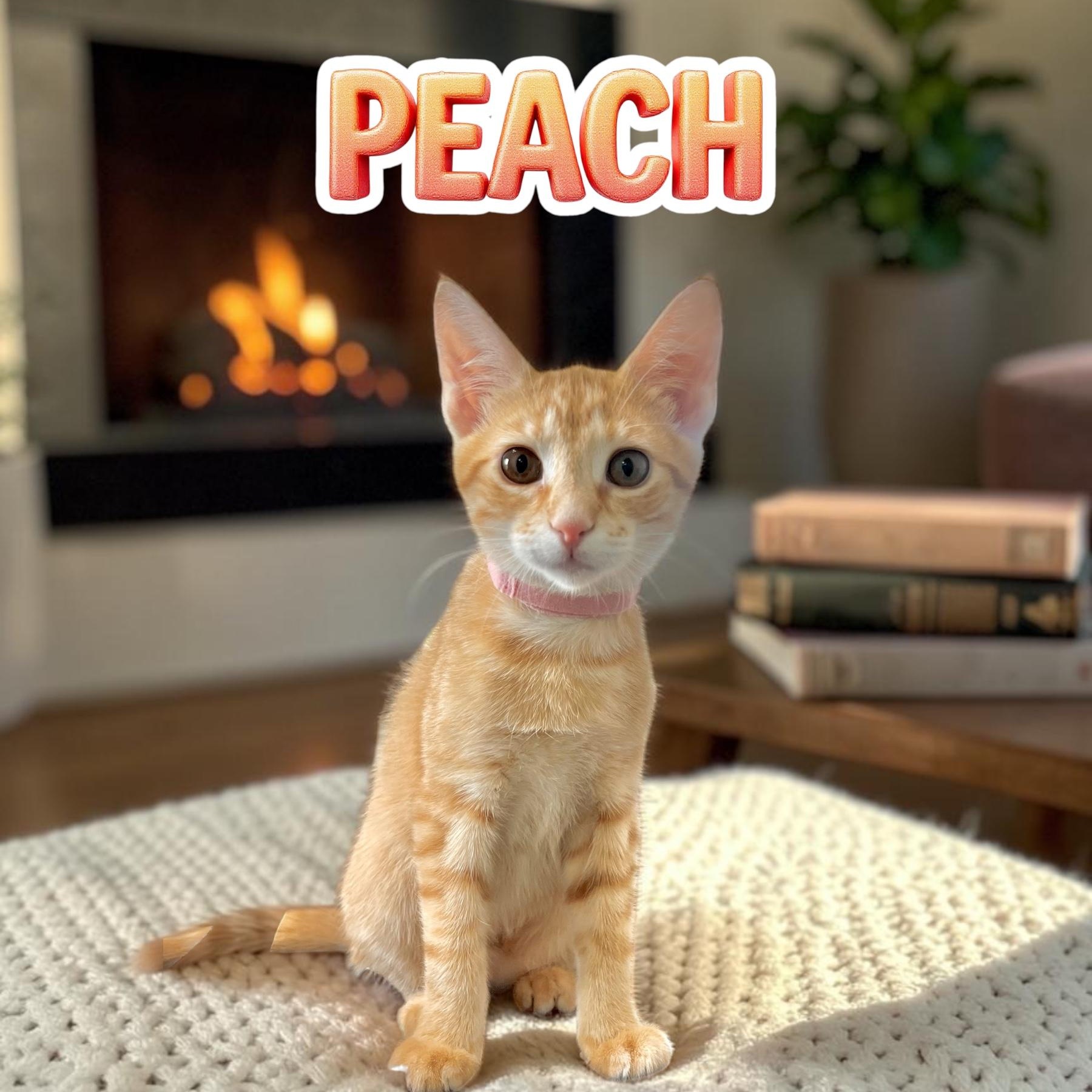 Sweet Peach, adoptable, Kitten Female Tabby.