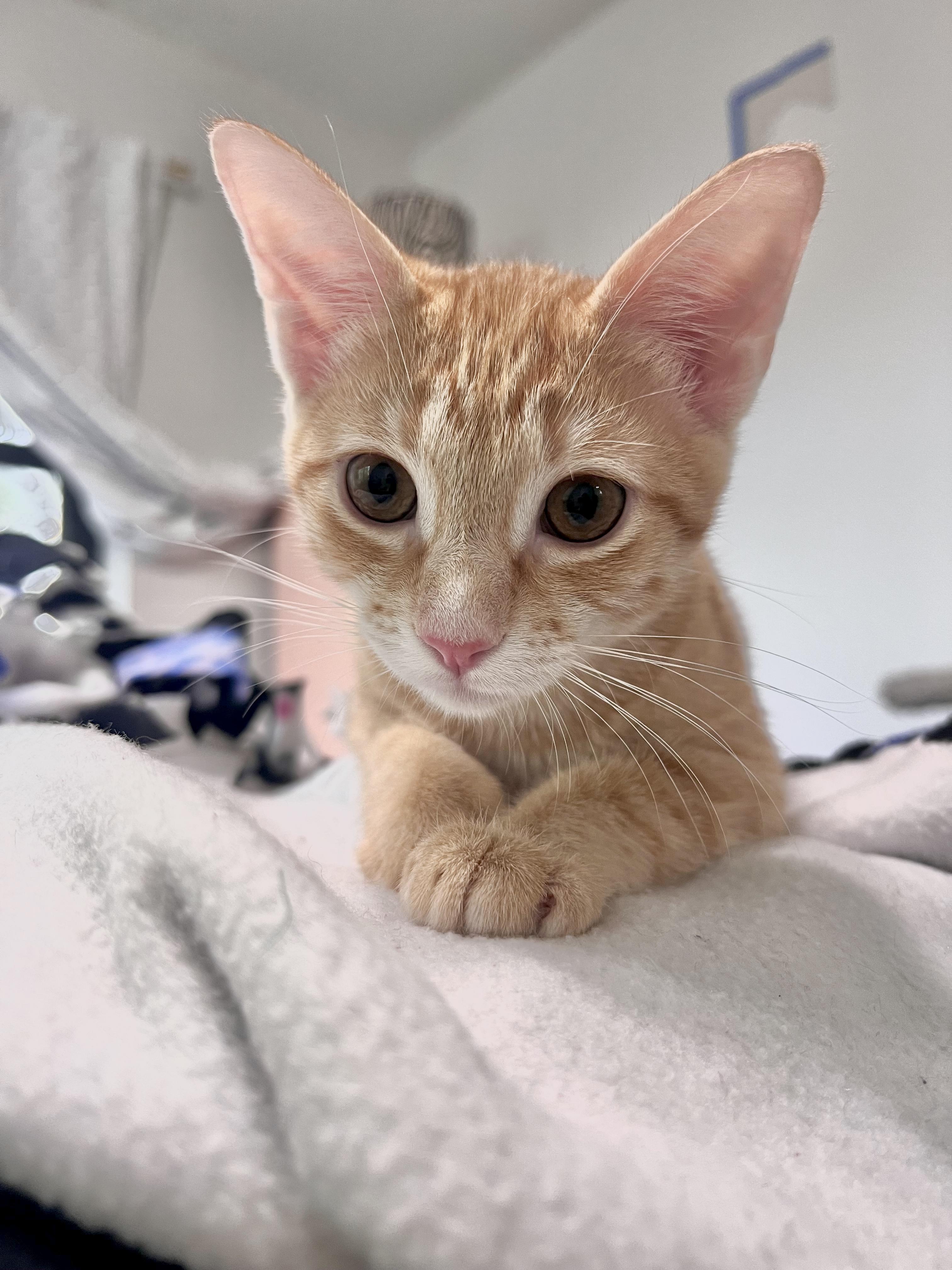 Enlarge Sweet Peach, an adoptable Tabby in Boca Raton, FL image 4/5