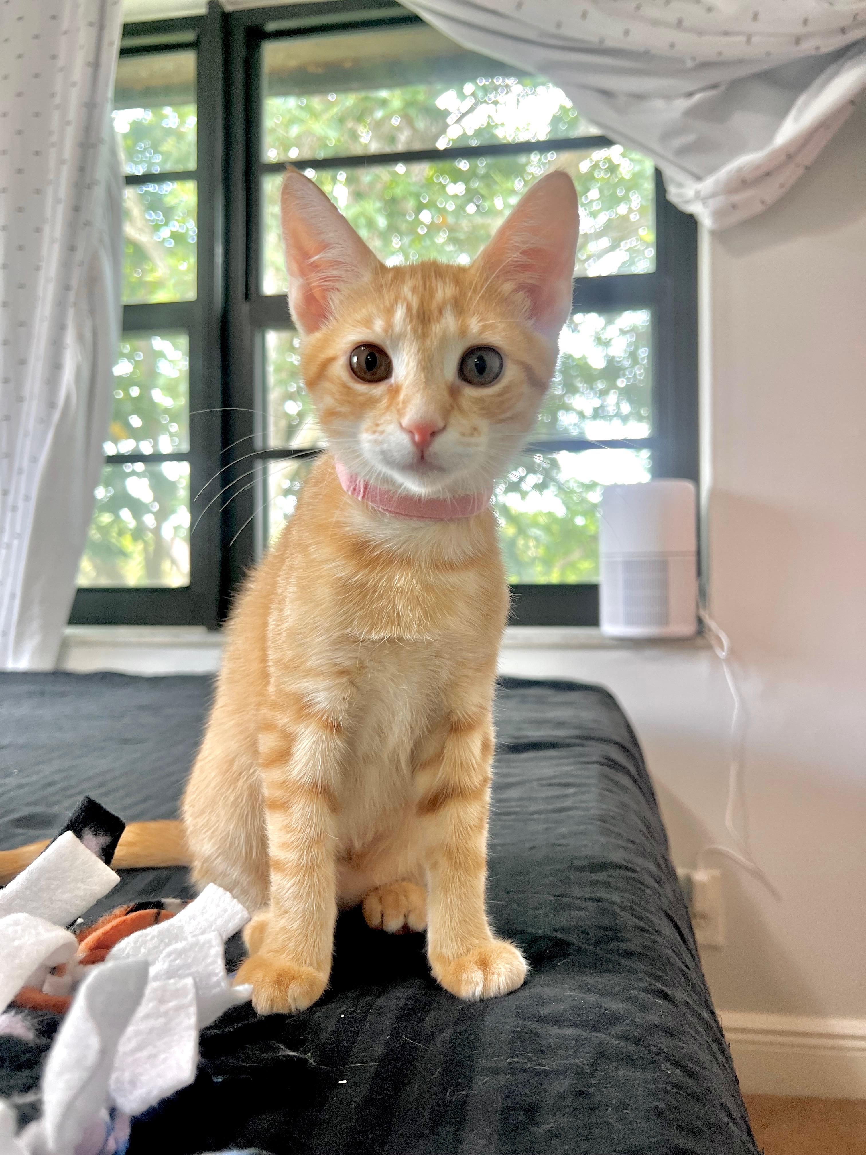Enlarge Sweet Peach, an adoptable Tabby in Boca Raton, FL image 1/5