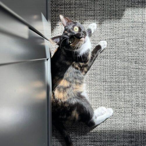 Enlarge Telly, a Adoptable mixed breed in Calistoga, CA image 1/5