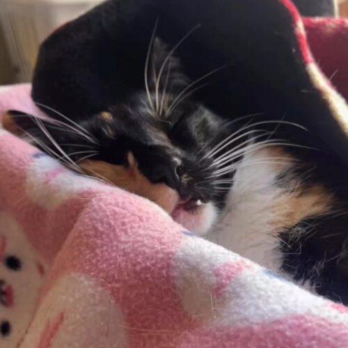 Enlarge Telly, a Adoptable mixed breed in Calistoga, CA image 2/5