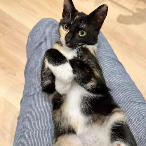 Enlarge Telly, a Adoptable mixed breed in Calistoga, CA image 3/5