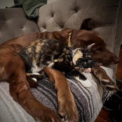 Enlarge Telly, a Adoptable mixed breed in Calistoga, CA image 4/5