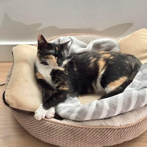 Enlarge Telly, a Adoptable mixed breed in Calistoga, CA image 5/5