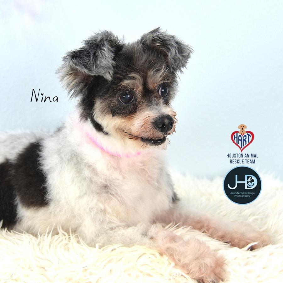 Enlarge Nina, a Adoptable mixed breed in Hockley, TX image 1/6
