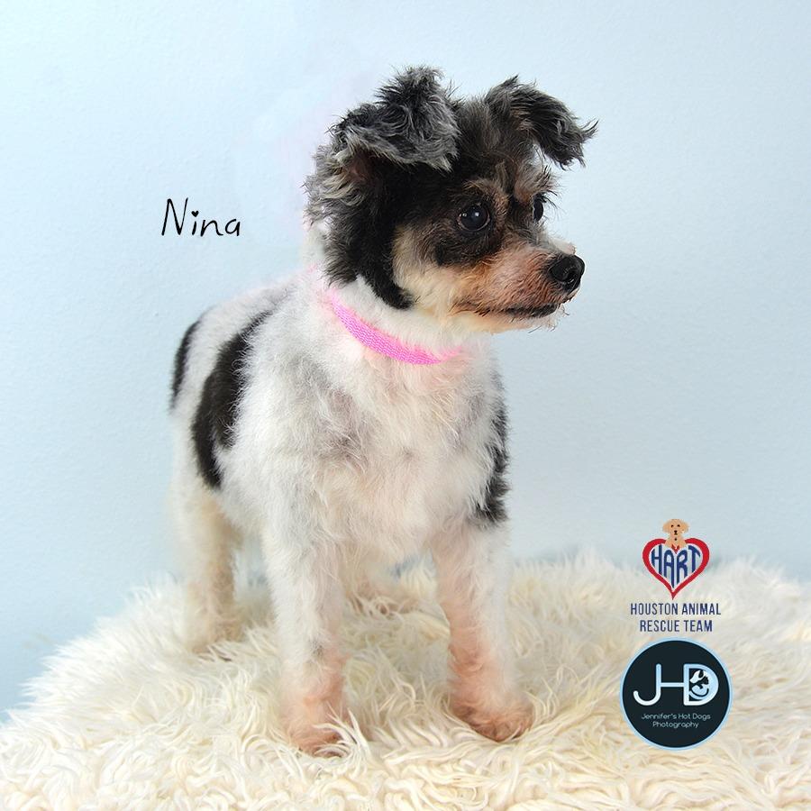 Enlarge Nina, a Adoptable mixed breed in Hockley, TX image 2/6