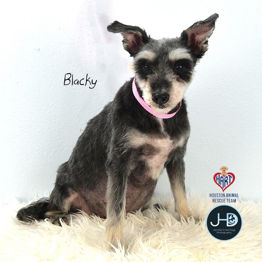 Enlarge Nina, a Adoptable mixed breed in Hockley, TX image 3/6