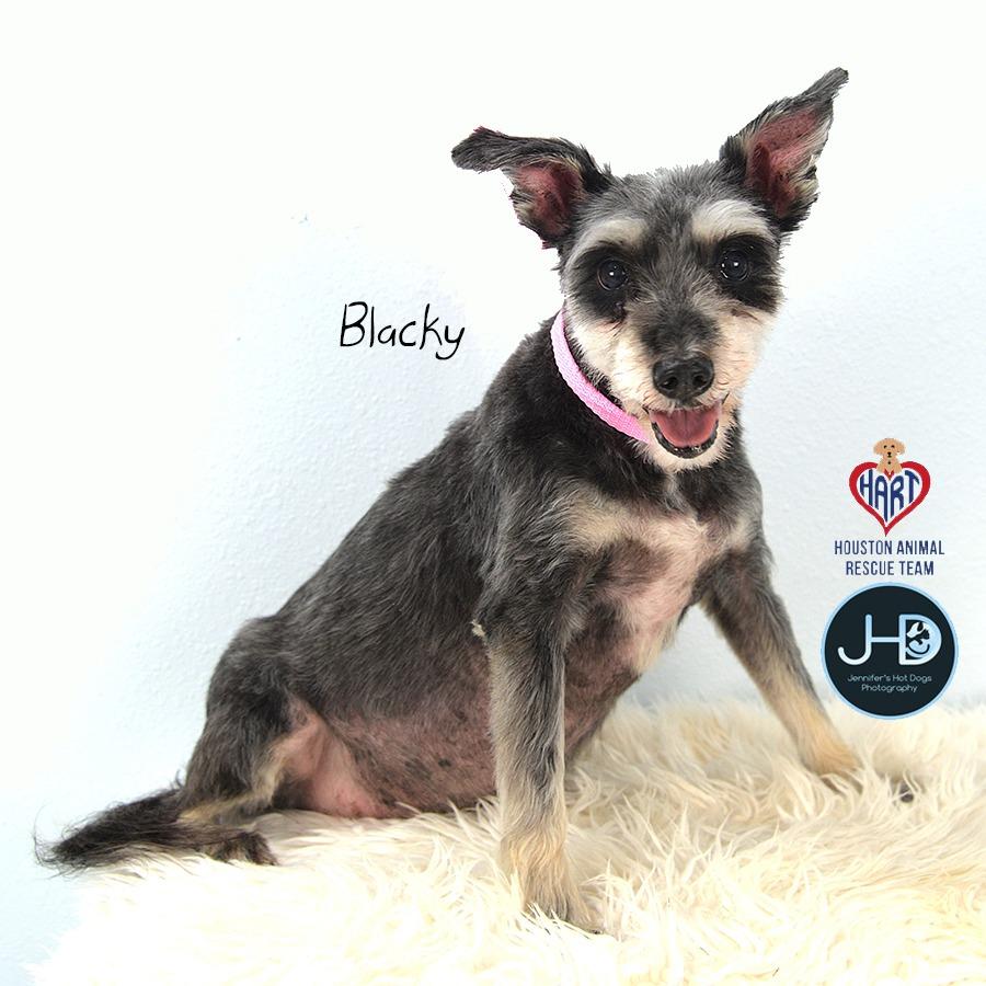 Enlarge Nina, a Adoptable mixed breed in Hockley, TX image 4/6