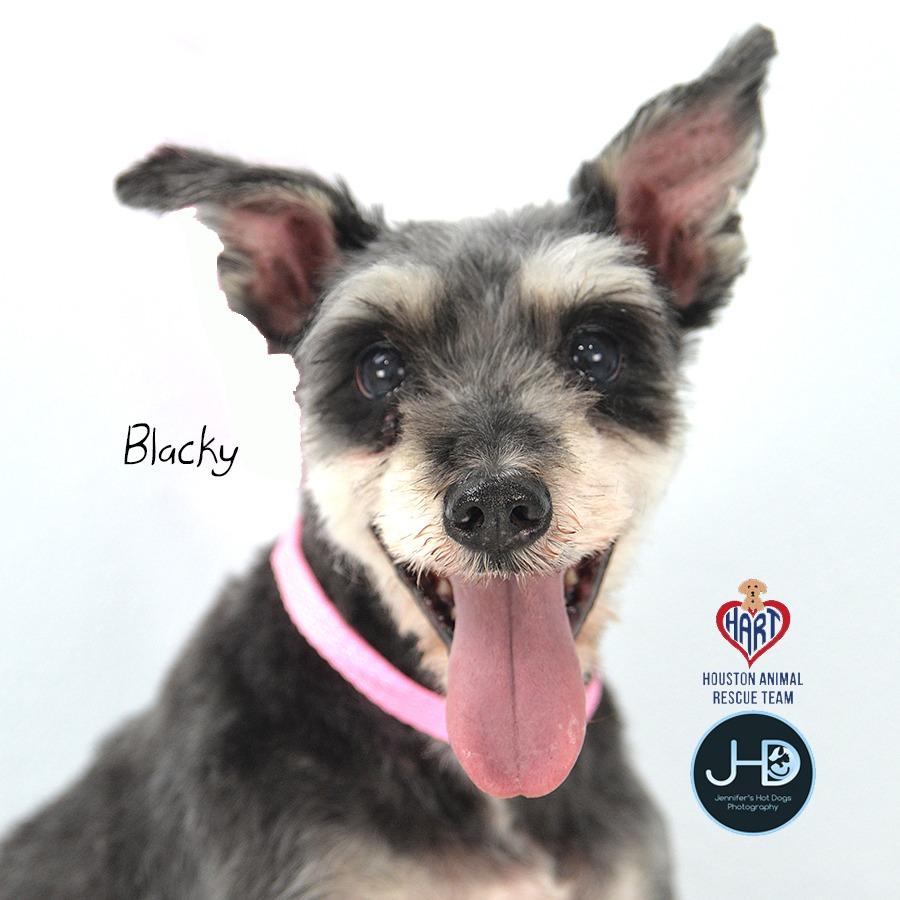 Enlarge Nina, a Adoptable mixed breed in Hockley, TX image 5/6