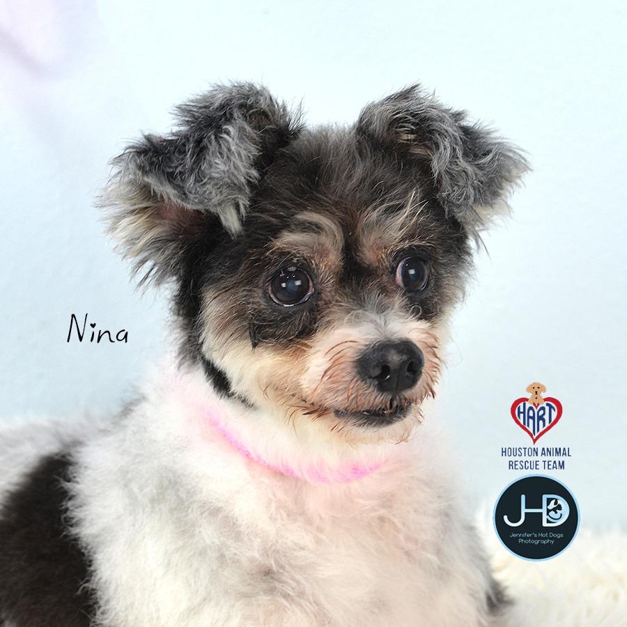 Enlarge Nina, a Adoptable mixed breed in Hockley, TX image 6/6
