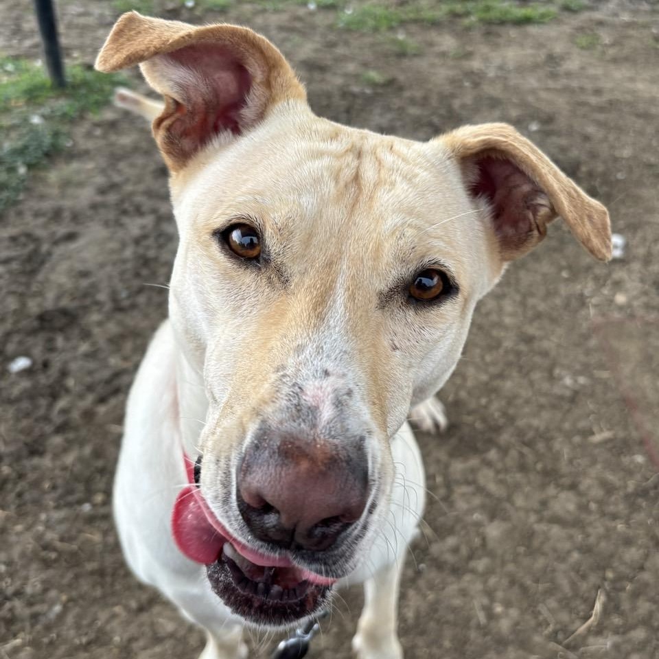 Maisie, an adoptable Mixed Breed in Georgetown, TX, 78626 | Photo Image 6