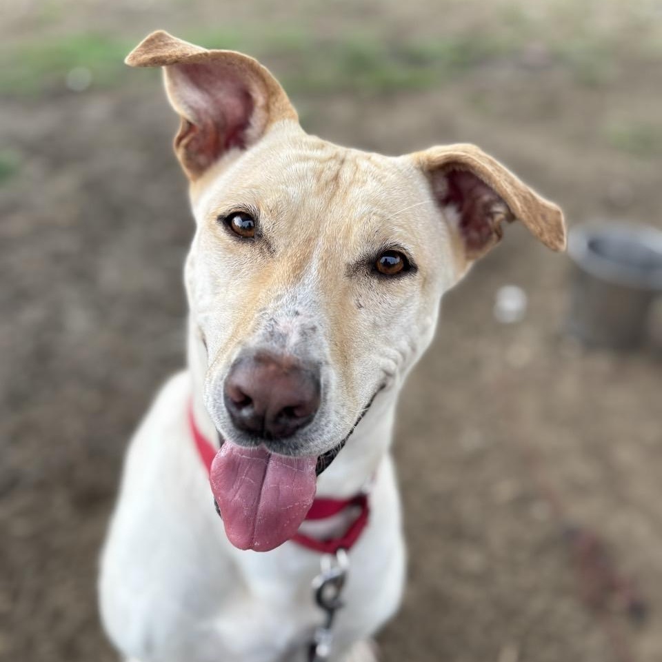 Maisie, an adoptable Mixed Breed in Georgetown, TX, 78626 | Photo Image 5