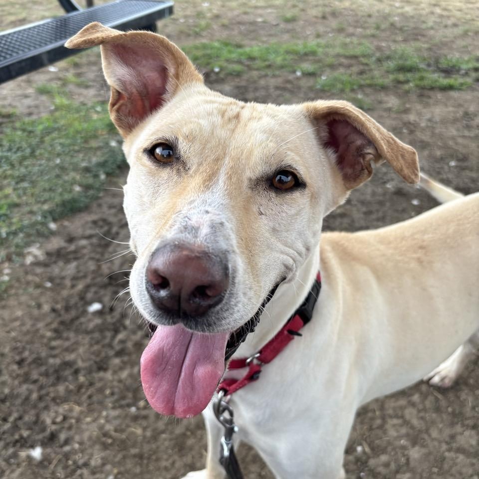 Maisie, an adoptable Mixed Breed in Georgetown, TX, 78626 | Photo Image 1