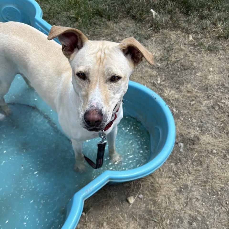 Maisie, an adoptable Mixed Breed in Georgetown, TX, 78626 | Photo Image 2