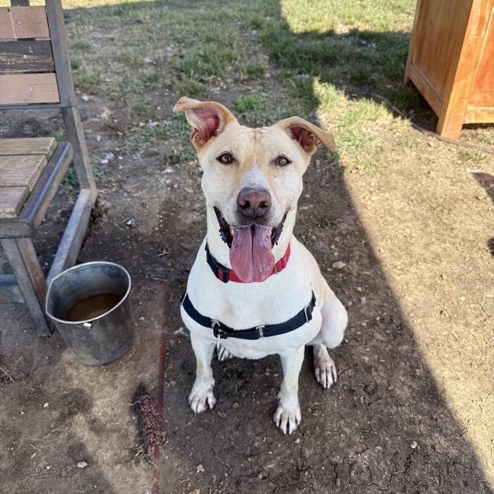 Maisie, an adoptable Mixed Breed in Georgetown, TX, 78626 | Photo Image 3