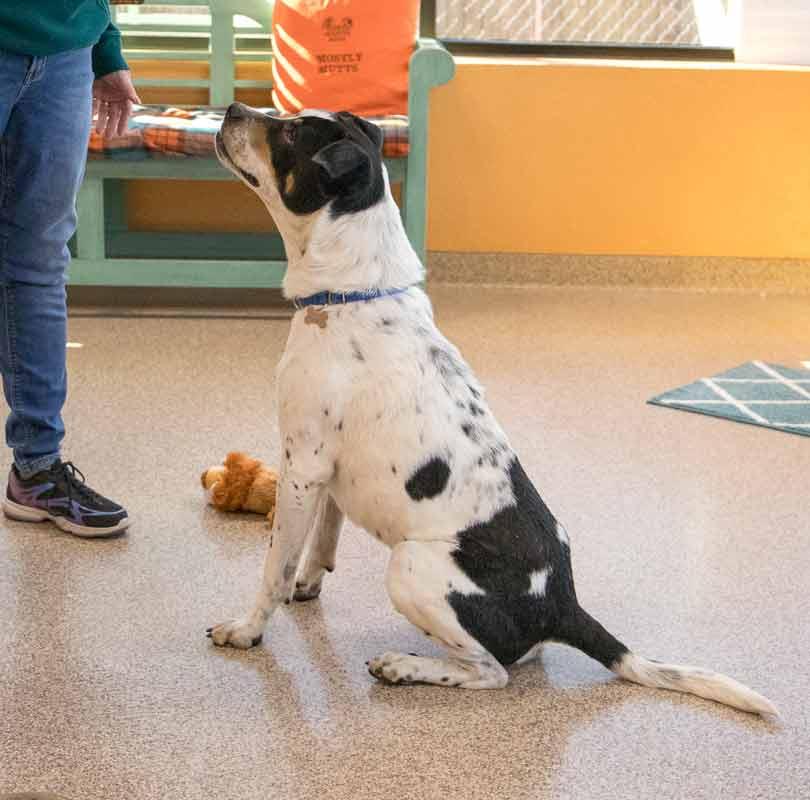 Enlarge Bolton, a Adoptable mixed breed in Kennesaw, GA image 2/6