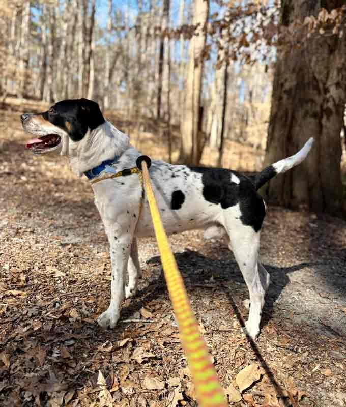 Enlarge Bolton, a Adoptable mixed breed in Kennesaw, GA image 4/6