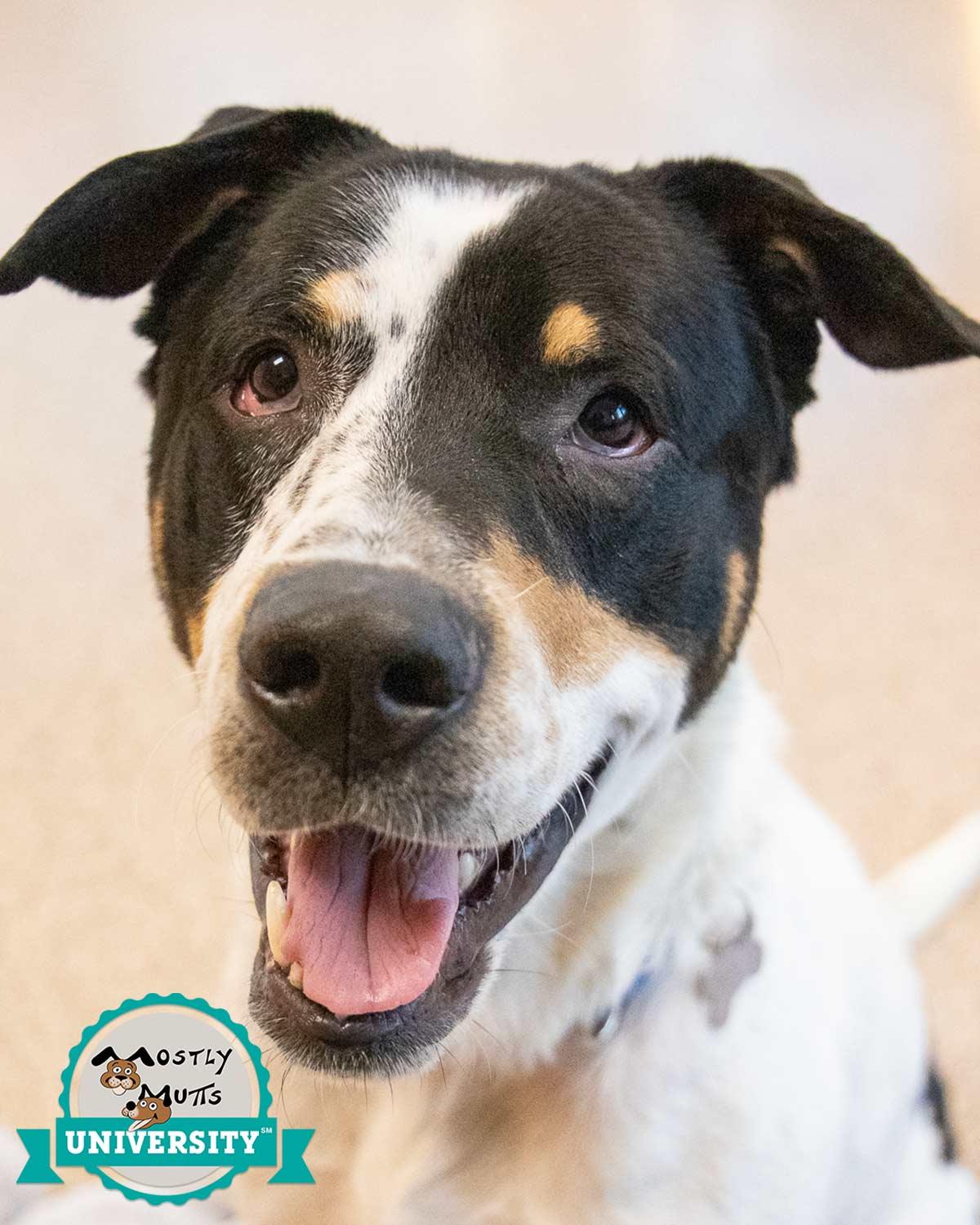 Enlarge Bolton, a Adoptable mixed breed in Kennesaw, GA image 1/6