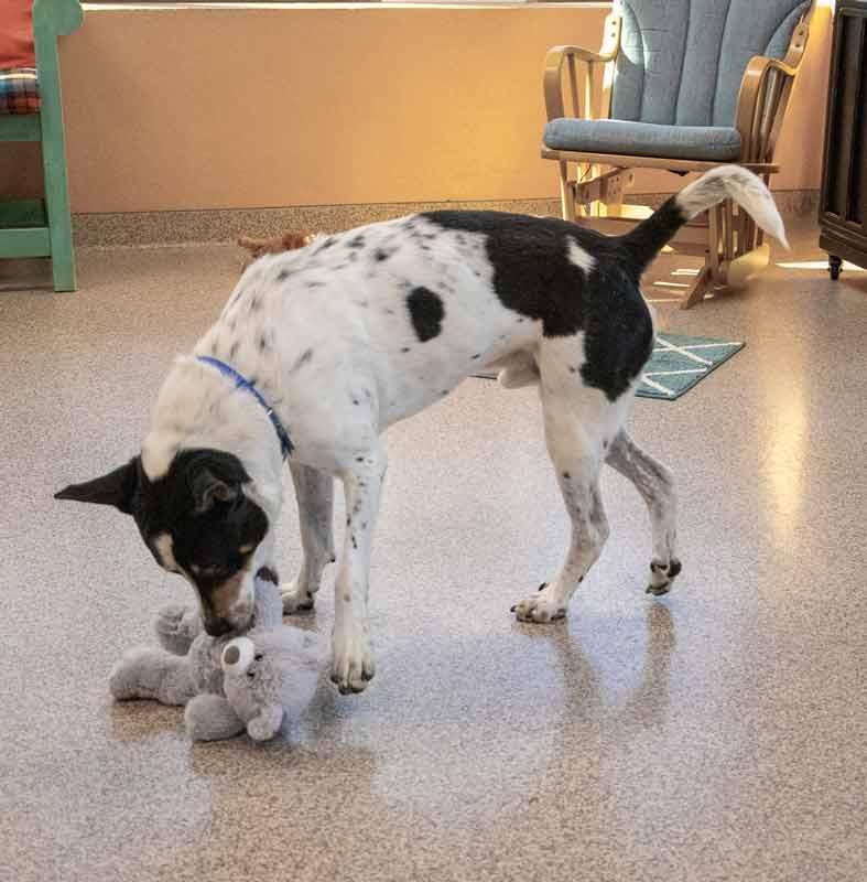 Enlarge Bolton, a Adoptable mixed breed in Kennesaw, GA image 3/6