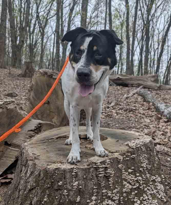 Enlarge Bolton, a Adoptable mixed breed in Kennesaw, GA image 5/6