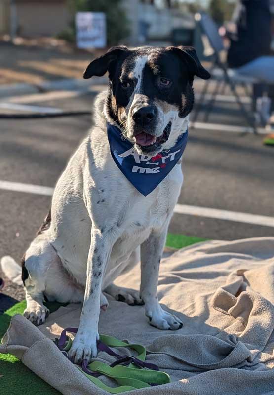 Enlarge Bolton, a Adoptable mixed breed in Kennesaw, GA image 5/6