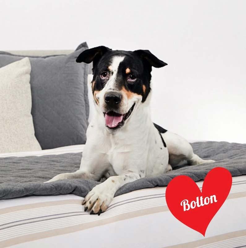 Bolton 3