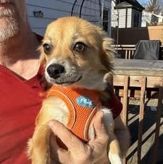 Reilly (was Patrick), Adoptable, Young Male Chihuahua.